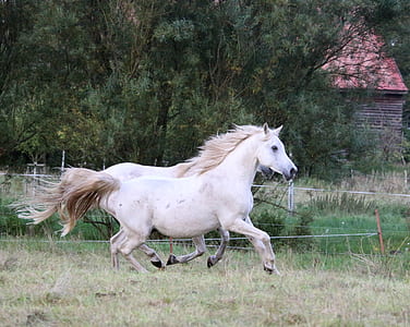 photograph of two running white horses on field