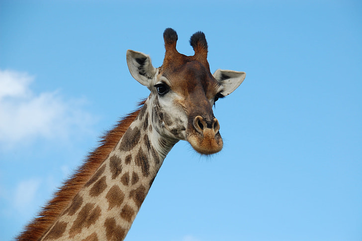 brown and gray giraffe under blue calm sky