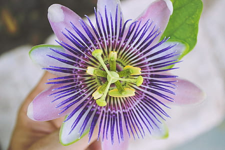 purple passion flower in closeup photography
