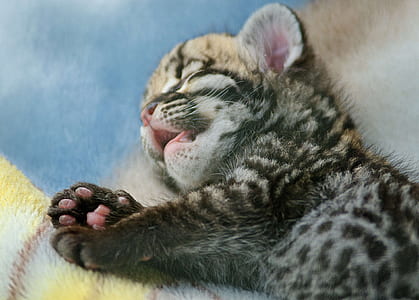 sleeping silver tabby kitten