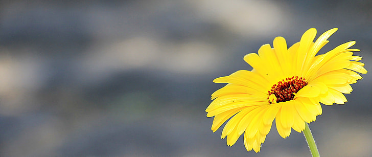 tilt lens photography of sunflower