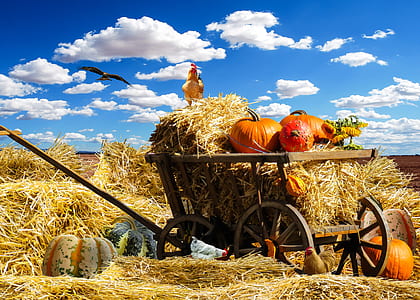 squash and hay on cart