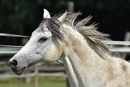 closeup photo of white and tan horse