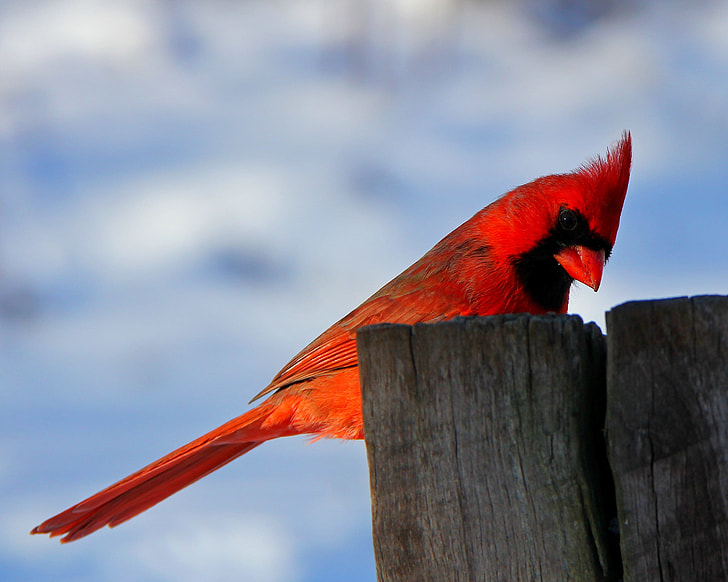depth of field photography of cardinal bird on brown wooden post