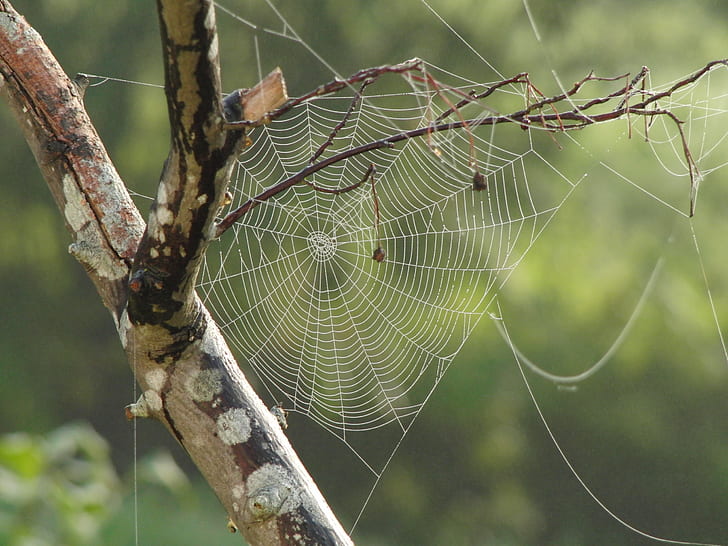 spider web in closeup photography