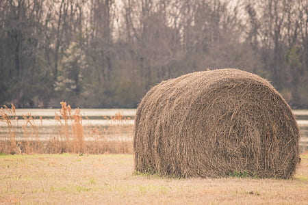 Sepia Tone Photography of Hay on Field