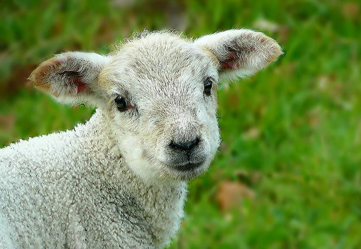 selective focus of gray lamb