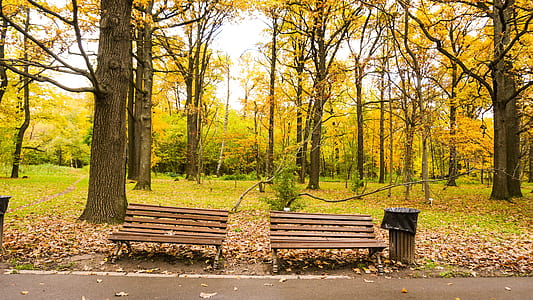 two brown wooden bench beside trash can with tall yellow trees background