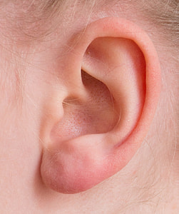 left human ear