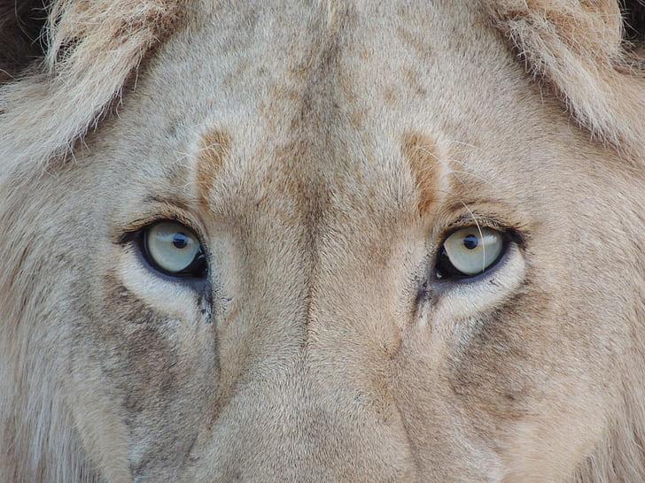 gray and brown lion eye