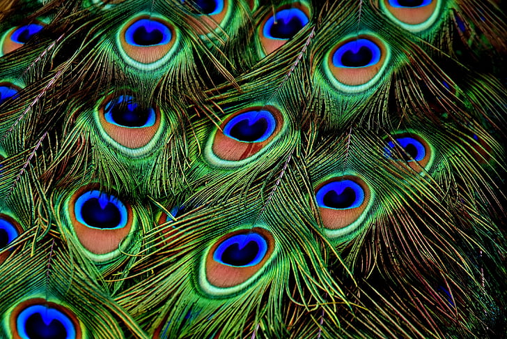 macro photograph of peacock feathers