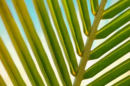 green palm tree leaf in close-up photography