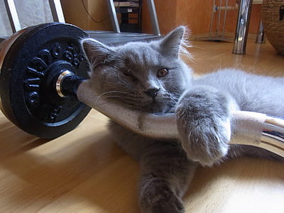 gray short-coated cat on silver barbell