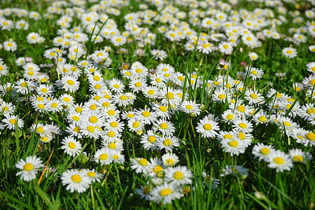 yellow-and-white flowers