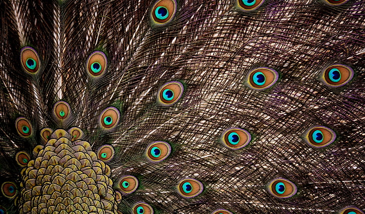 peacock digital wallpaper