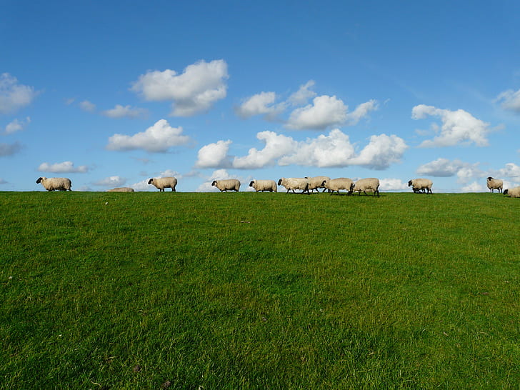 11 White Sheep in the Grass Field