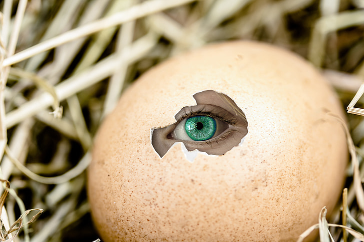 teal eye peeping on cracked brown egg on nest