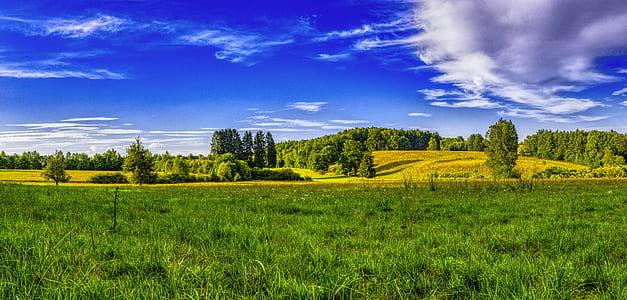 green field of grass and trees during daytime