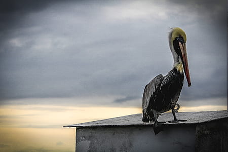 Black Pelican Photo