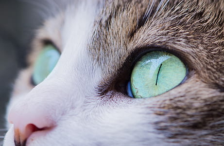closeup photo of brown tabby cat fac e