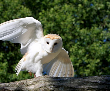 white and brown barn owl
