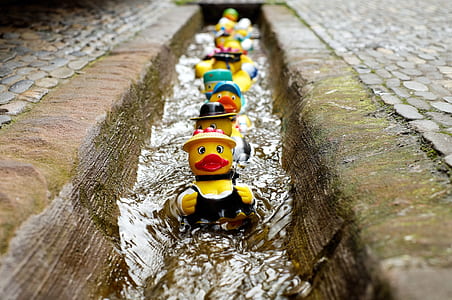 ducks on path canal