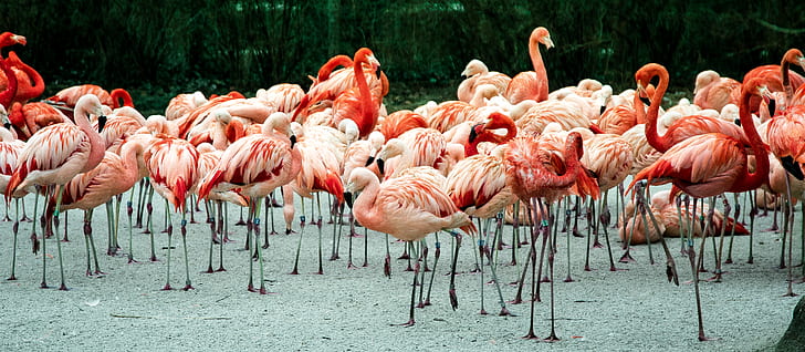 flock of flamingo at daytime