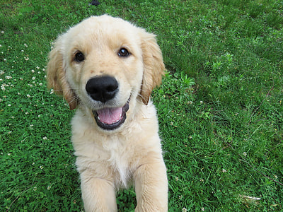 golden retriever puppy on green grass during daytime