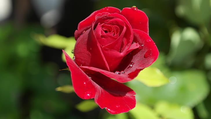 red rose flower at bloom close-up photography
