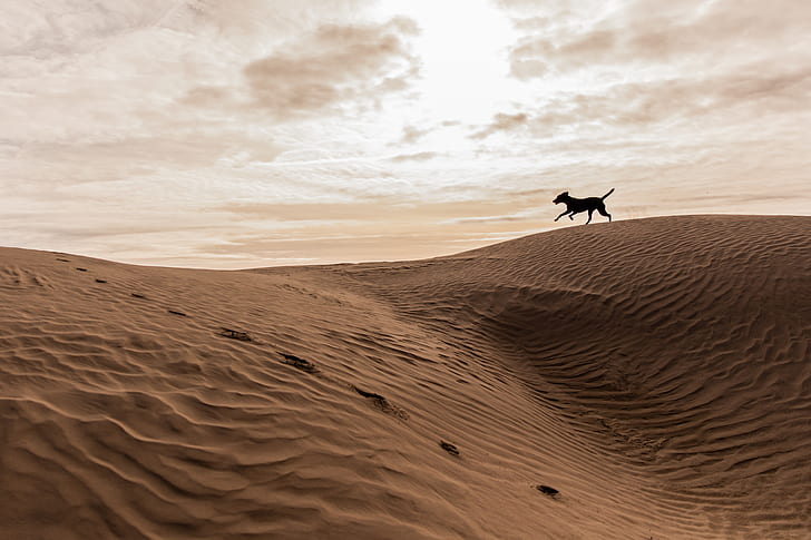 silhouette of horse running in sand field