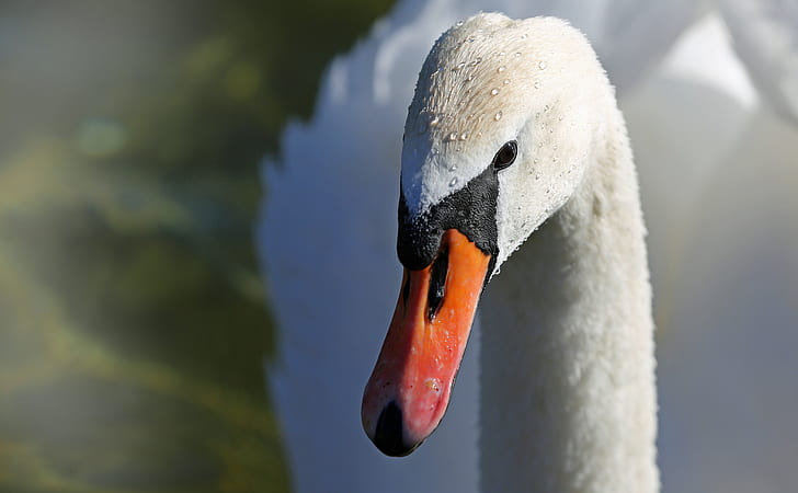 closeup photo of mute swan