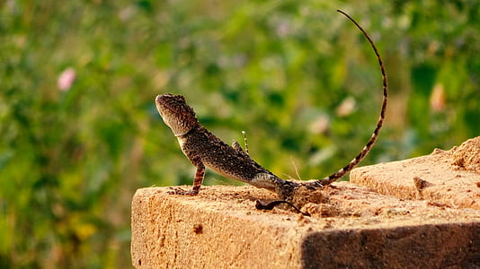 Brown Gecko