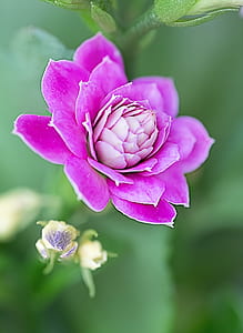 closeup photo of purple flower