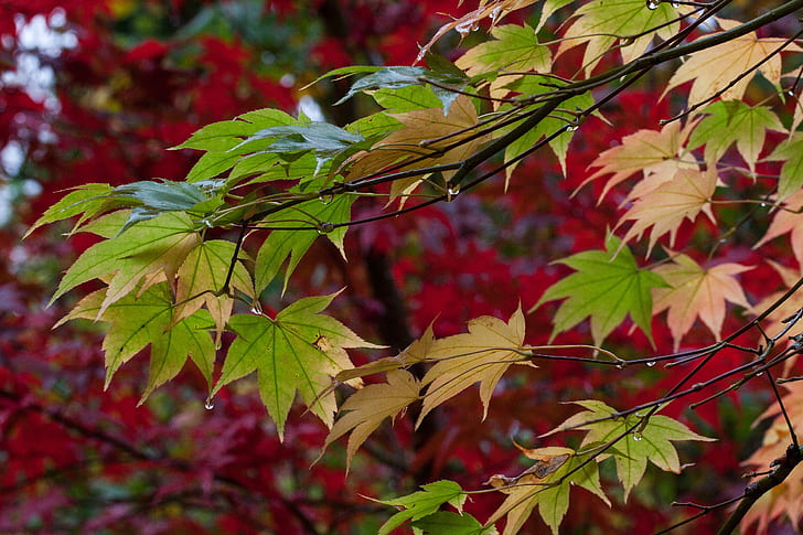 green and beige tree leaves during daytime
