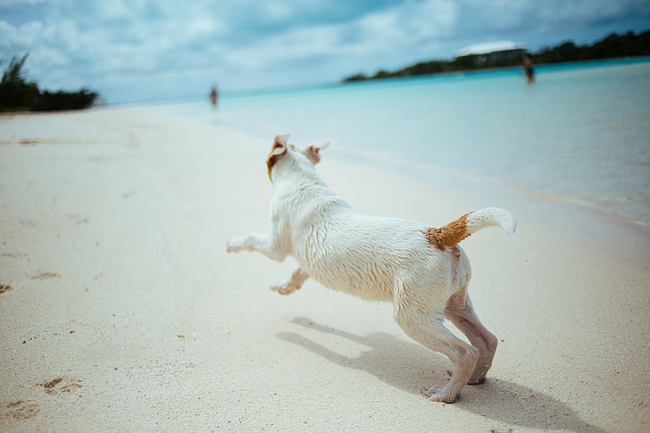 white and brown short coated dog running on seashore