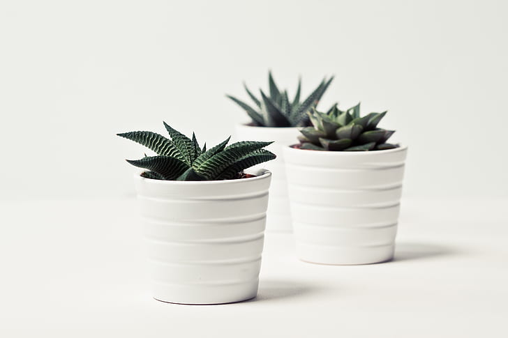 three green succulent plants