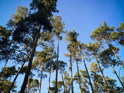 Royalty Free Photo Brown Trees During Daytime PickPik