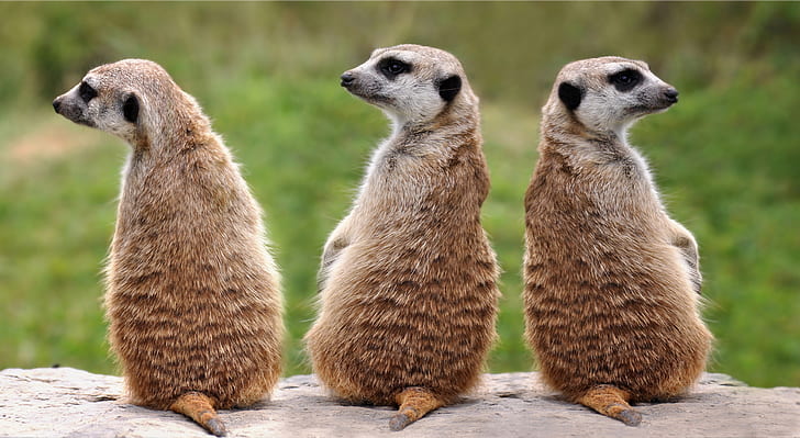 three brown meerkats sitting on the sand