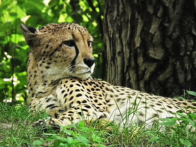cheetah lying beside tree