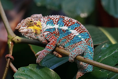 blue, white, and red bearded dragon