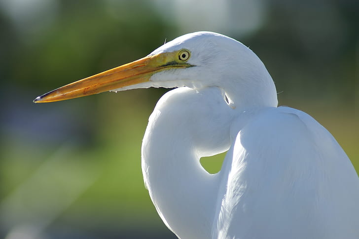 white long-beak bird on close-up photo