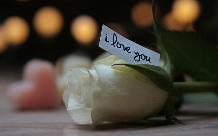 depth of field photography of white rose with i love you printed paper
