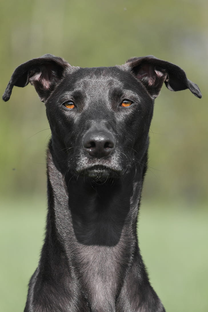 medium short-coated black dog