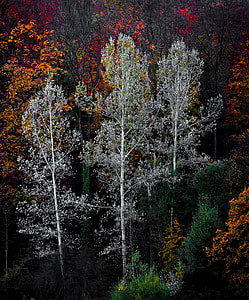 assorted-color trees lot
