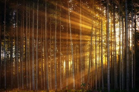 sunlight coming behind trees