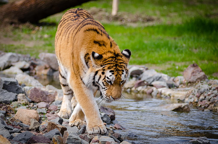Tiger Near River at Daytime
