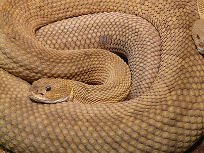 closeup photo of brown snakes