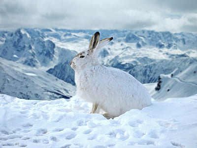 white rabbit on snow during daytime