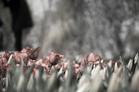 gray scale photo of flowers
