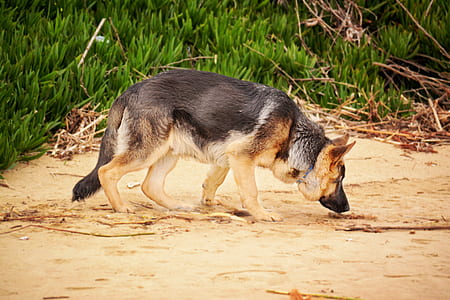 Photo of a German Shepherd Sniffing